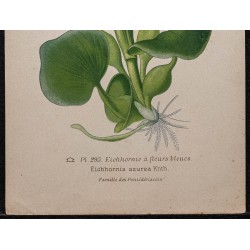 Gravure de 1896 - Eichhornia azurea - 3