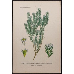 Gravure de 1896 - Phylica ericoides - 1