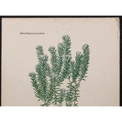 Gravure de 1896 - Phylica ericoides - 2