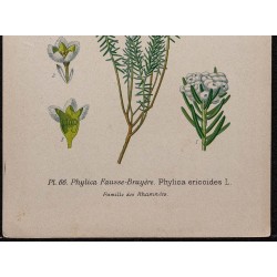 Gravure de 1896 - Phylica ericoides - 3