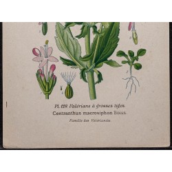 Gravure de 1896 - Valériane comestible - 3