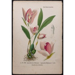 Gravure de 1896 - Orchidée Lycaste skinneri - 1