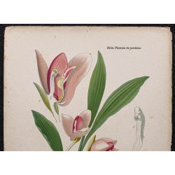 Gravure de 1896 - Orchidée Lycaste skinneri - 2