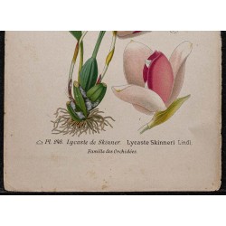 Gravure de 1896 - Orchidée Lycaste skinneri - 3