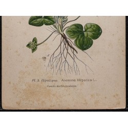 Gravure de 1896 - Anémone hépatique - 3