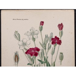 Gravure de 1896 - Coquelourde des jardins - 2