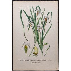 Gravure de 1896 - Triteleia - 1