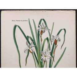 Gravure de 1896 - Triteleia - 2