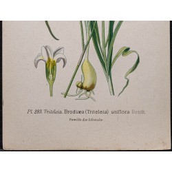 Gravure de 1896 - Triteleia - 3