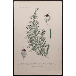 Gravure de 1896 - Erica melanthera - 1