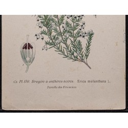 Gravure de 1896 - Erica melanthera - 3
