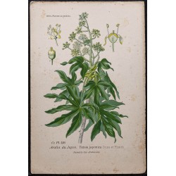 Gravure de 1896 - Aralia du Japon - 1