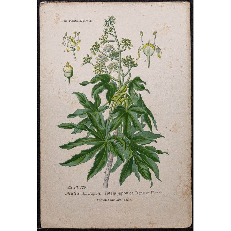 Gravure de 1896 - Aralia du Japon - 1