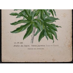 Gravure de 1896 - Aralia du Japon - 3