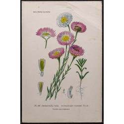 Gravure de 1896 - Immortelle rose - 1