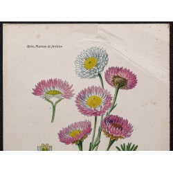 Gravure de 1896 - Immortelle rose - 2