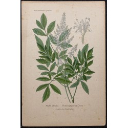 Gravure de 1896 - Astilbe du Japon - 1