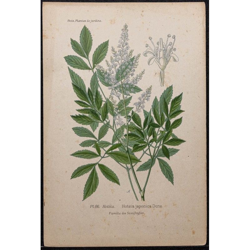 Gravure de 1896 - Astilbe du Japon - 1