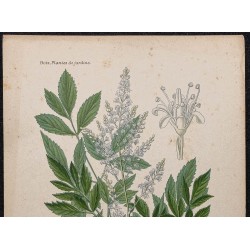 Gravure de 1896 - Astilbe du Japon - 2