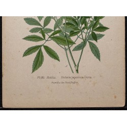 Gravure de 1896 - Astilbe du Japon - 3