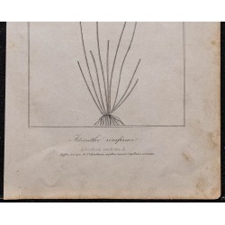 Gravure de 1846 - Adianthe réniforme - 3