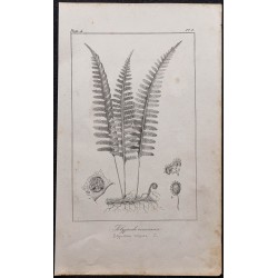 Gravure de 1846 - Polypode commun - 1