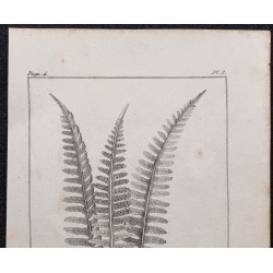 Gravure de 1846 - Polypode commun - 2