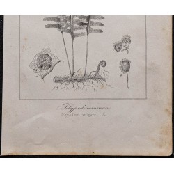 Gravure de 1846 - Polypode commun - 3