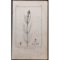 Gravure de 1846 - Prêle des marais - 1