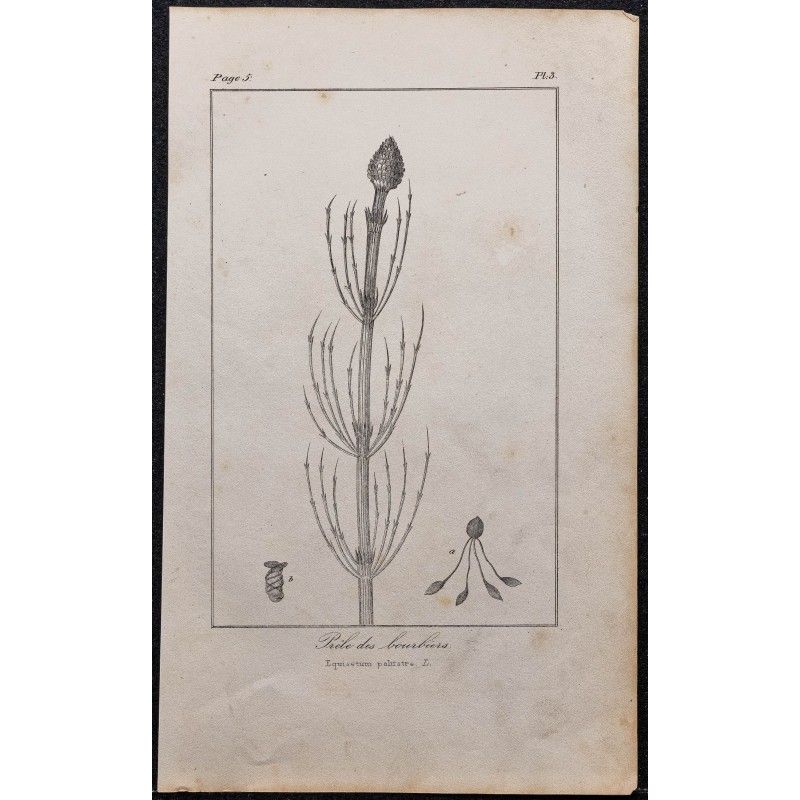 Gravure de 1846 - Prêle des marais - 1