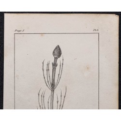 Gravure de 1846 - Prêle des marais - 2