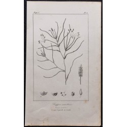 Gravure de 1846 - Ruppie ou Rupelle maritime - 1