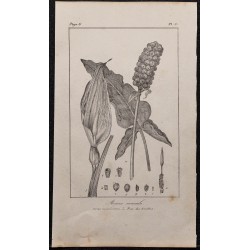 Gravure de 1846 - Arum tacheté ou maculé - 1