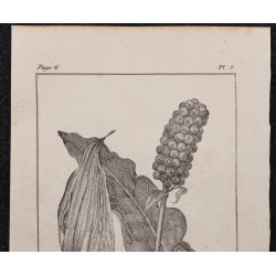 Gravure de 1846 - Arum tacheté ou maculé - 2