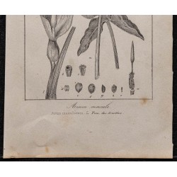 Gravure de 1846 - Arum tacheté ou maculé - 3
