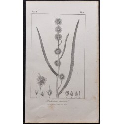 Gravure de 1846 - Rubanier d'eau - 1