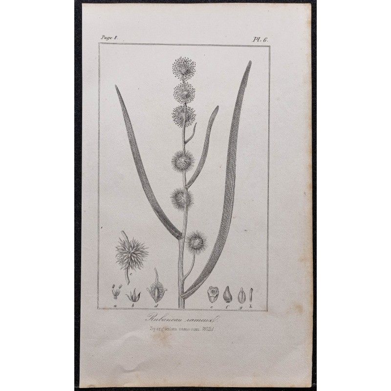 Gravure de 1846 - Rubanier d'eau - 1