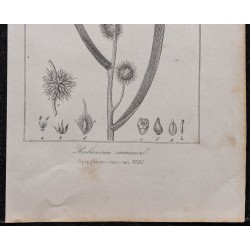 Gravure de 1846 - Rubanier d'eau - 3