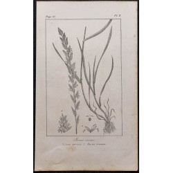 Gravure de 1846 - Ivraie vivace - 1