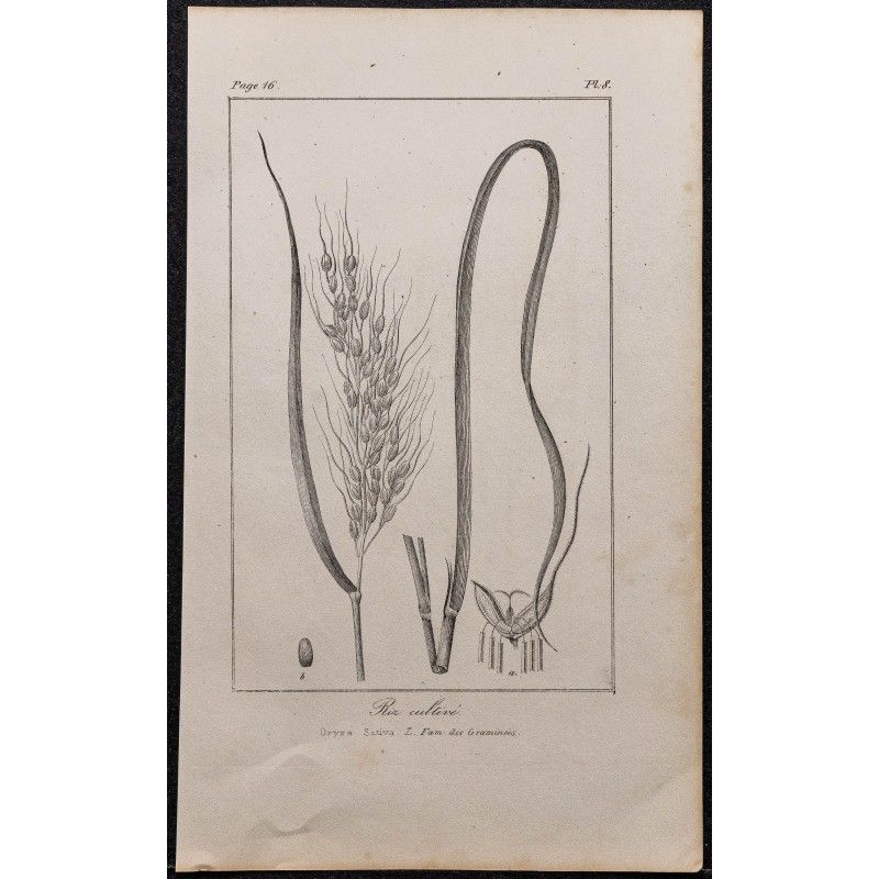 Gravure de 1846 - Riz cultivé asiatique - 1