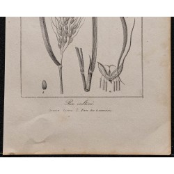 Gravure de 1846 - Riz cultivé asiatique - 3