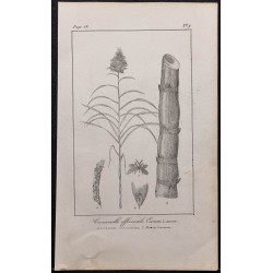 Gravure de 1846 - Canne à sucre - 1