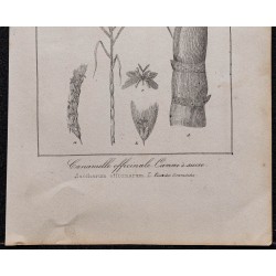 Gravure de 1846 - Canne à sucre - 3