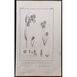 Gravure de 1846 - Linaigrette à plusieurs épis - 1