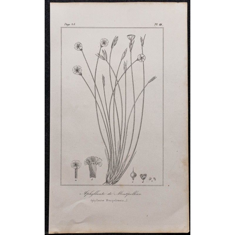 Gravure de 1846 - Aphyllanthe de Montpellier - 1