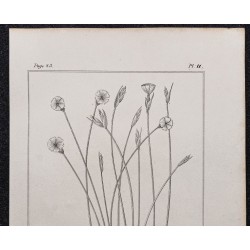 Gravure de 1846 - Aphyllanthe de Montpellier - 2