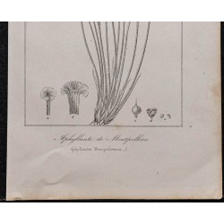 Gravure de 1846 - Aphyllanthe de Montpellier - 3