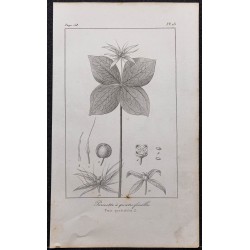 Gravure de 1846 - Parisette à quatre feuilles - 1