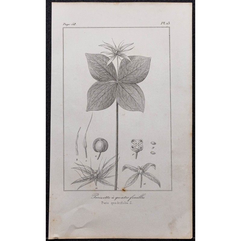 1846 - Parisette à quatre feuilles