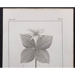 Gravure de 1846 - Parisette à quatre feuilles - 2